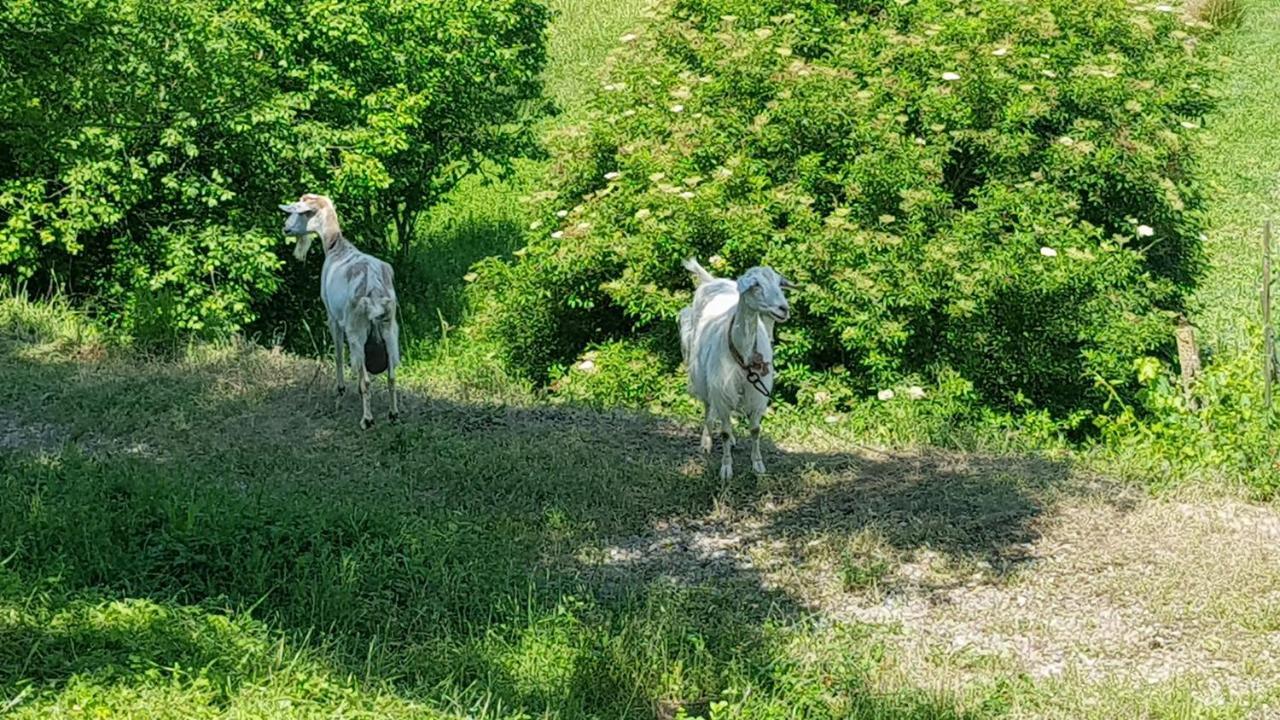 San Paterno B&B Rapolano Terme Exteriér fotografie